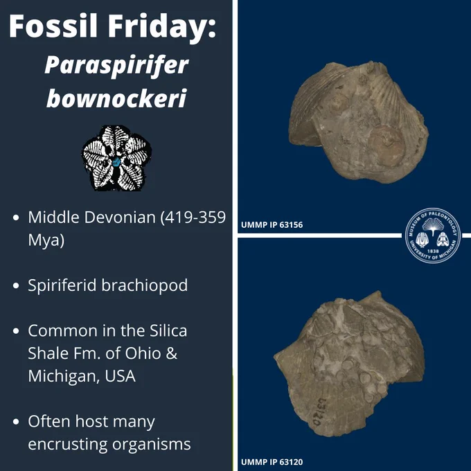 Upper and lower right images: shelled creatures facing left and right with other organisms encrusting on the shell. In the center is the University of Michigan Museum of Paleontology seal. Left side text: Fossil Friday: Paraspirifer bownockeri; Middle Devonian (419-359 Mya); spiriferid brachiopod; common in the Silica Shale Fm. of Ohio & Michigan, USA; often host many encrusting organisms. Time Scavengers logo of monochromatic blastoid.