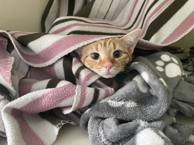 Luna, a gorgeous ginger cat peeking out from a nest of fleecy blankets.