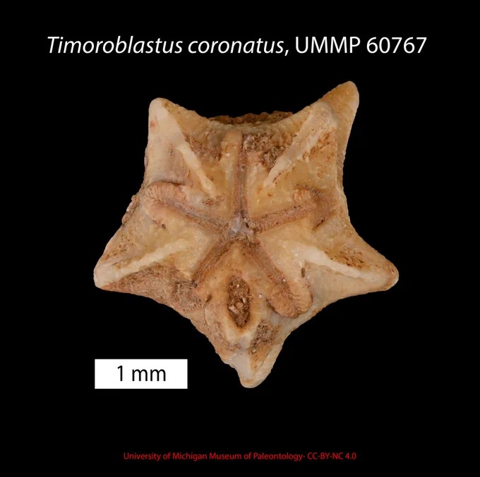Fossil echinoderm in center of image with five-ish-ness very clear. Specimen is orangish / sepia tone. Title is Timorblastus coronatus, UMMP 60767. Scale bar is a white rectangle and is 1 mm. University of Michigan Museum of Paleontology CC-BY-NC 4.0 listed at the bottom. 