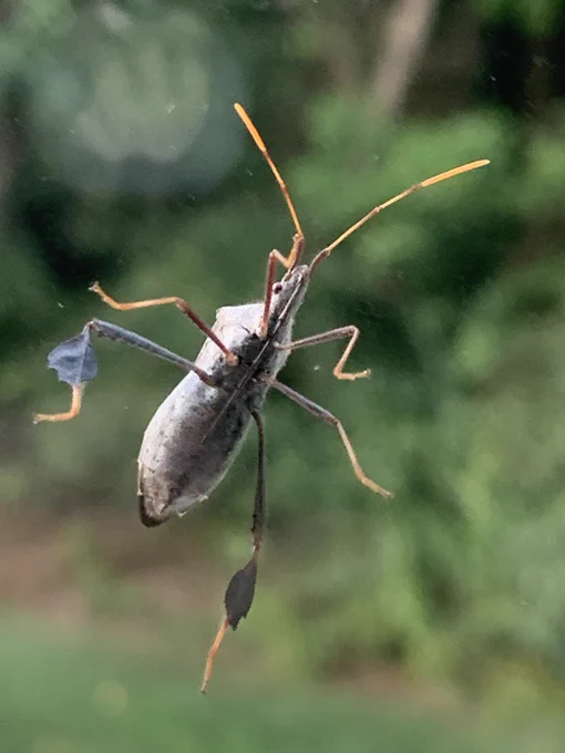 Leaf footed bug-  back legs have extensions that are leaf like. Orange legs.