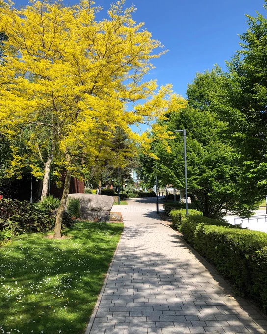 Photo of a pathway leading to Victoria Building with vibrant grass, hedges and trees