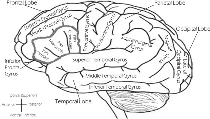 Brain with regions labeled