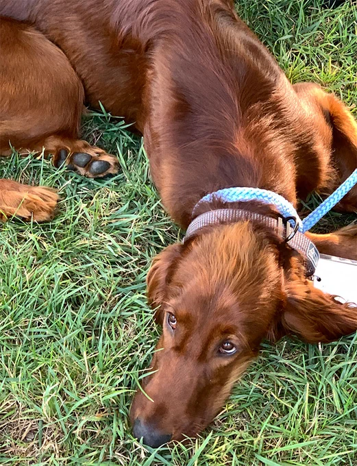 Irish Setter at Milwaukee Irish Fest