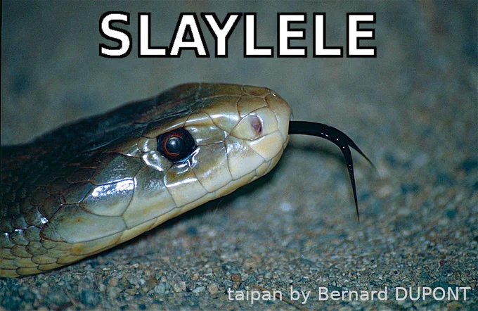 A closeup of a taipan's head with its eye looking slightly demonic and its black tongue flicking out. Meme-font text reads: SLAYLELE. Gray credit text reads "taipan by Bernard DUPONT."