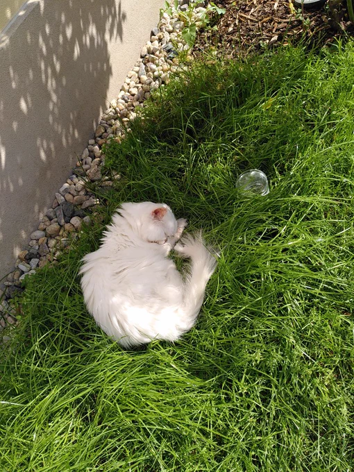 Schlafende weiße Perserkatze im Rasen.