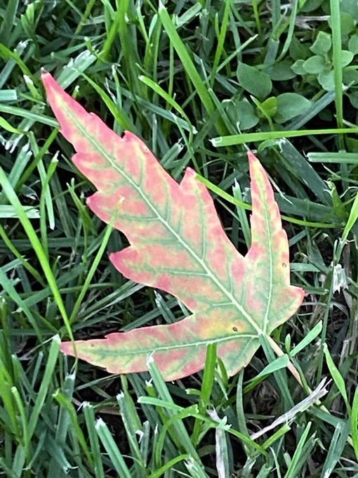 Maple leaf that has started to turn red, fallen off tree, into lawn.