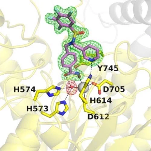 Co-crystal structure of TO-317 in the active site of HDAC6 displaying a novel zinc-binding chemotype. 