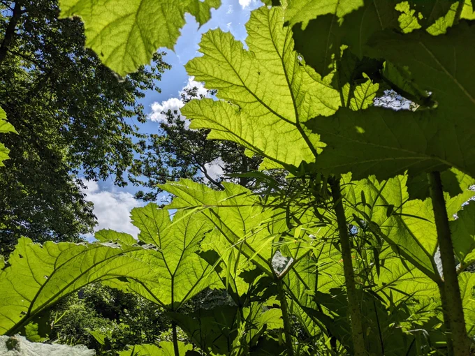 A photograph of giant gunnera leaves, which are large, green, umbrella-like leaves taken from below them. There is blue sky visible above the leaves.