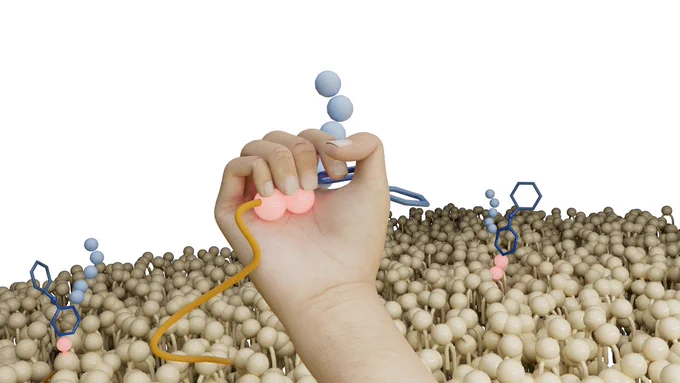 The newly discovered antibiotic Clovibactin from unculturable bacteria, also known as 'microbial dark matter. 
Clovibactin uses an unusual cage-like binding motif to tightly wrap around immutable pyrophosphate of cell wall precursors, but ignores the variable sugar-peptide part. This enables Clovibactin to target different, indispensable cell wall precursors (Lipid II, Lipid III, C55PP)  in bacterial cell membranes, and it makes the drug extremely robust to the development of antimicrobial resistance.

Clovibactin does even more:  Upon target binding, it assembles to fibrils on the membrane surface. These fibrils help to stably binds the target as long as it takes.

Altogether, Clovibactin is a promising lead for the development of next-generation therapeutics with a long clinical lifetime.

PS: The name comes from the binding motif - 'Klouvi' means cage in Greek.

Illustration by Gloria Fuentes from 'The Visual Thinker' 
