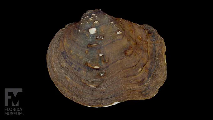 Photo: Winged maple leaf Freshwater Mussel Photogrammetry scan, taken by the Florida Museum Digital Imaging Division. 
