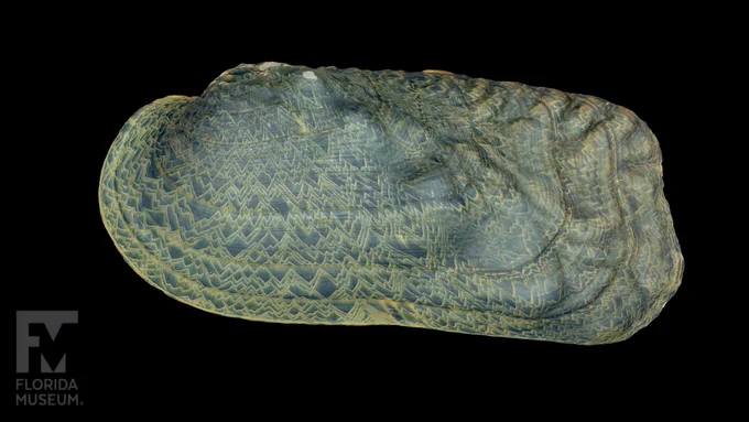 Photo: Rabbitsfoot Freshwater Mussel Photogrammetry scan, taken by the Florida Museum Digital Imaging Division. 