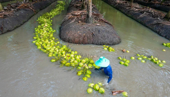 A worker stands in a canal as coconuts are harvested and float along the waterway