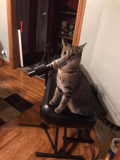 A cute brown and black striped cat sitting on a keyboard, with their face pressed up to a microphone.