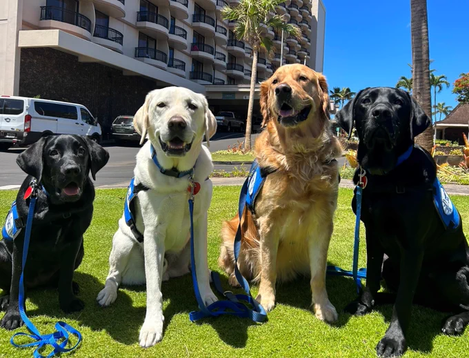 ADH therapy dogs Star, Theo, Quincy and Olu reporting for duty at War Memorial Emergency Shelter in Wailuku, Hawaii on Aug. 12, 2023. (Photo/Assistance Dogs of Hawaiʻi)