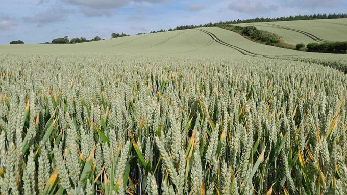 a wheat field where the land meets the sky