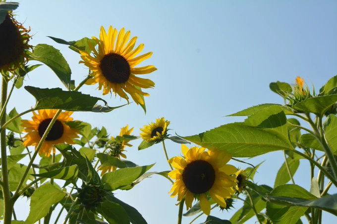 We’re #PSEGLIproud to help support #StarflowerExperiences, a local not-for-profit educational organization dedicated to living harmoniously with our environment. Visit their #ManorFarm SUNFLOWER MAZE and stay to learn more about the #pollinatorproject! 🌻 #ourisland 
