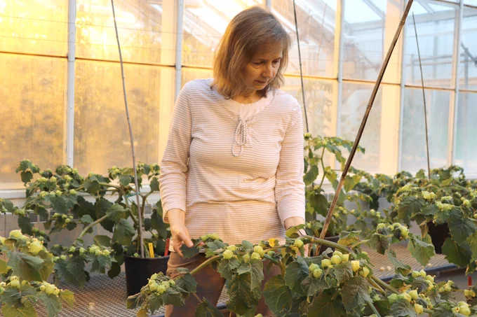 Joyce Van Eck in the greenhouse looking down at groundcherries