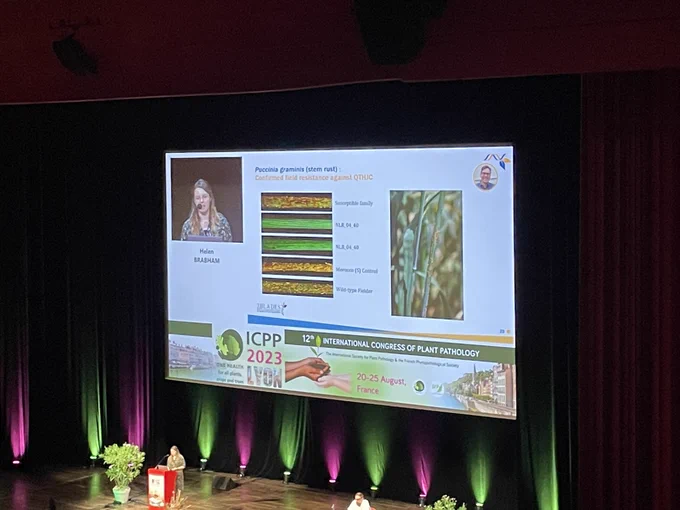 Green leaves show some promise for resistance to wheat rust.