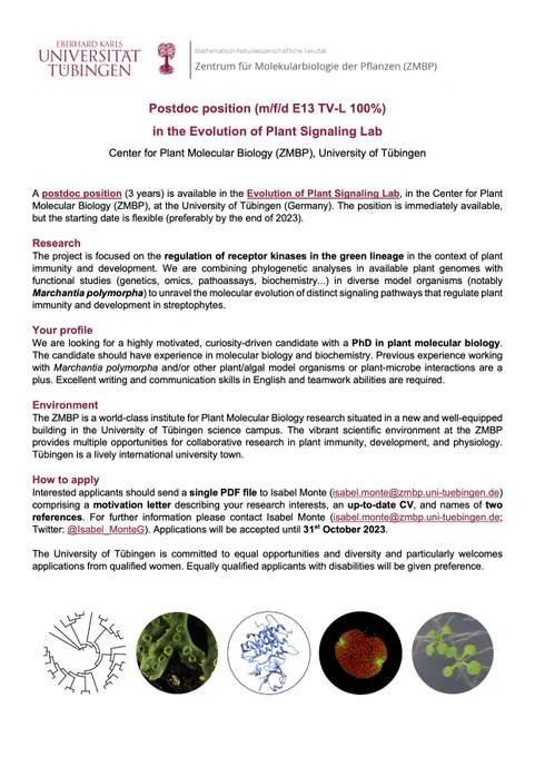 A postdoc position (E13 TV-L 100%, 3 years) is available in the Evolution of Plant Signaling Lab at the ZMBP (Tübingen, Germany) to work on the regulation of receptor kinases in the green lineage. Using an evolutionary approach and diverse model species including Marchantia, we will characterise the role of these signaling pathways in plant immunity and development. We are looking for a highly motivated, curiosity-driven candidate with a PhD in plant molecular biology, and experience in molecular biology and biochemistry. Excellent writing and communication skills in English and teamwork abilities are required.
Interested applicants should send a single PDF file to Isabel Monte (isabel.monte@zmbp.uni-tuebingen.de) comprising a motivation letter describing your research interests, an up-to-date CV, and names of two references before 31st October 2023. The position is immediately available, but the starting date is flexible (preferably by the end of 2023).
