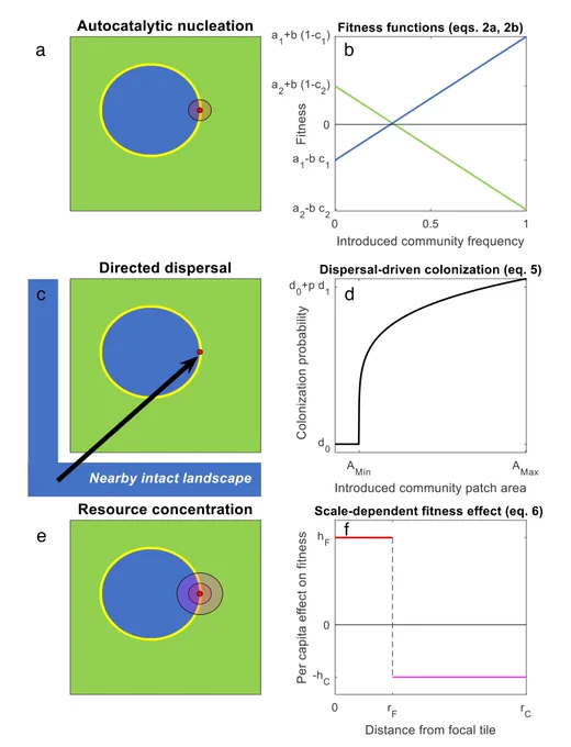 Framework overview. A competition model between 1 plant community (blue) introduced into a landscape dominated by another (green) can represent inter-community interactions via 3 mechanisms: autocatalytic nucleation, directed dispersal and resource concentration. For each mechanism the left column shows the processes shaping the transition probability (TP) toward the introduced community state of a point at the edge of the introduced patch. Autocatalytic nucleation: the TP depends on the fitness – and thus local frequency – of the introduced community. Directed dispersal: the TP depends on the colonization probability, which only increases beyond the background rate once the introduced patch exceeds a critical size. Resource concentration: the TP depends on the introduced community’s fitness, which increases with the introduced community’s frequency in the local neighborhood; however, in the larger neighborhood, individuals of the introduced community exert a negative effect