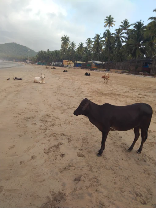 Stary cows on goa beaches everywhere