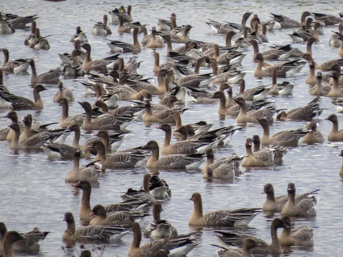 Pink-footed Geese at WWT Martin Mere. Sacha Dench/WWT