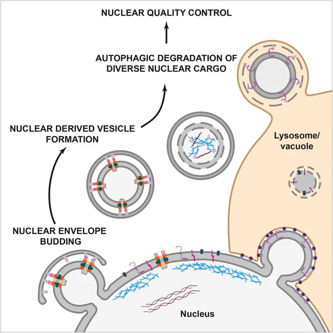 Dysregulation of nuclear function has been implicated in many human diseases. Thus, identifying and characterizing quality control mechanisms that regulate nuclear structure and function is essential. Herein, we discuss autophagy pathways responsible for the degradation of diverse nuclear cargoes across eukaryotic species and highlight the need for a better understanding of nuclear cargo composition and packaging mechanisms, which remain largely uncharacterized.