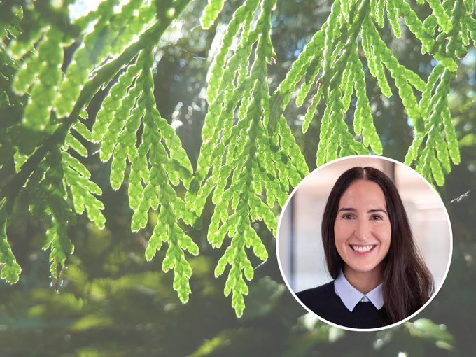 A photo of Faculty of Health Sciences Assistant Professor, Dr. Krista Stelkia, is inset in a circle on top of an image of cedar leaves backlit by the sun. 