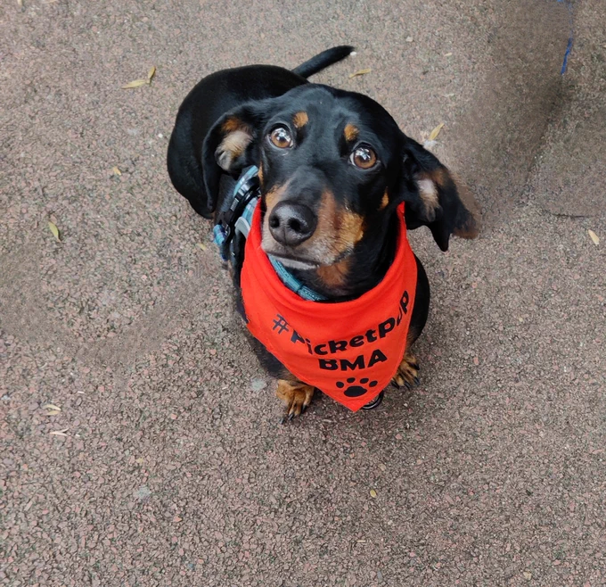 A photo of a sausage dog on the consultants picket line wearing a red bandana with the words #picketpup BMA