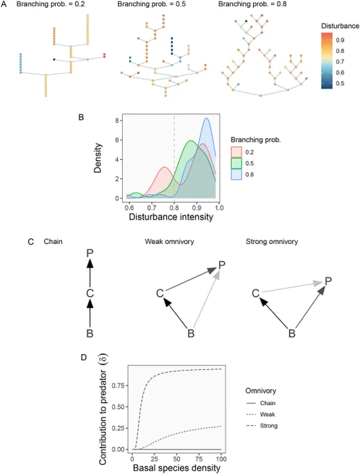 (A) Example of simulated branching networks. Node color reflects disturbance value. (B) Density distributions of disturbance intensity. 3 networks of 50 patches were produced with varied branching probabilities, shown in different colors. The vertical line indicates the mean disturbance intensity at the headwaters. (C) Diagram of trophic interactions in a 3-species community. B is a basal species whose population is density-dependent. The consumer species C consumes B. The predator P is able to consume both B and C. Left: a simple linear food chain exists when P does not consume B. Moving to the right, B's biomass is converted to P biomass at higher efficiencies with greater attack rates. Arrow colors indicate the relative reliance of P on B and C. (D) Proportional contribution of B to P under different omnivory scenarios. The contribution changes with the relative density of B to C, and the rate of change is determined by attack rate and handling time