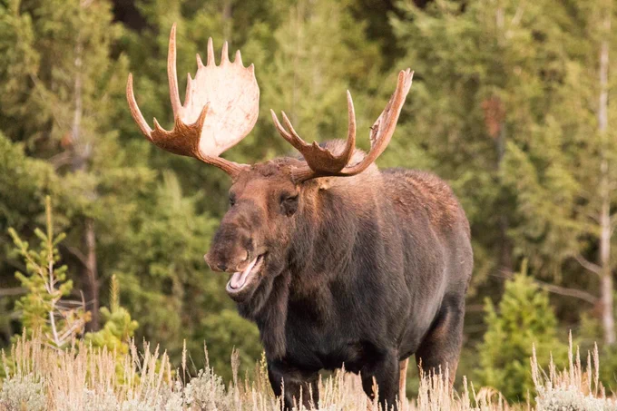 A moose standing with mouth open at Grand Teton. 