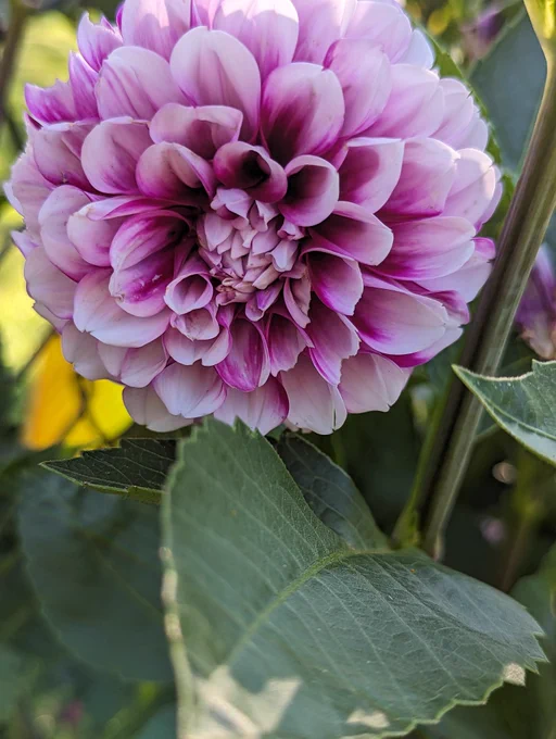 Pink Dahlia flower 