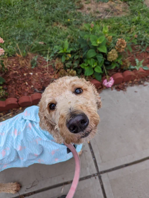 Golden Doodle dog wearing a rain coat