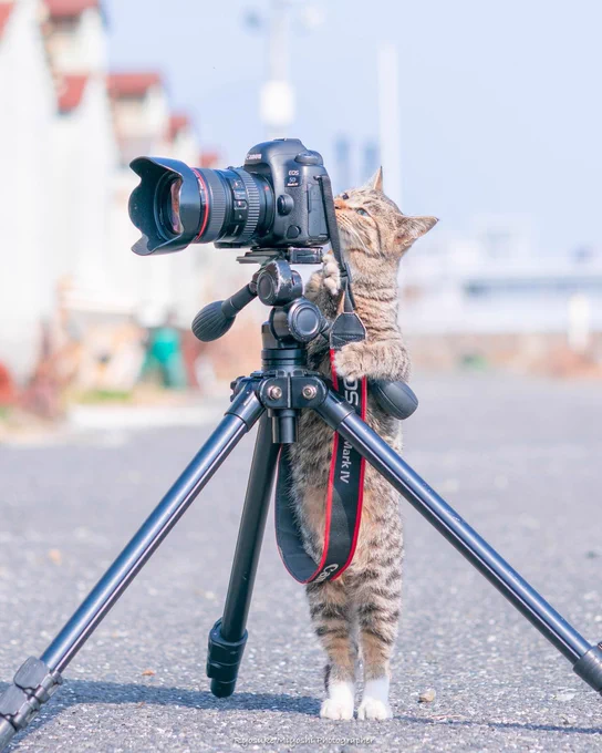  A cute cat stands on its back legs next to a professional photography camera.