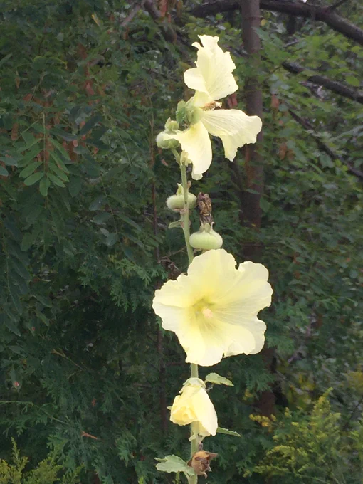 A cluster of large pale yellow flowers on a single stalk.