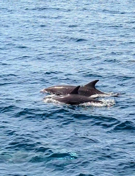 Dolphins in the Pacific