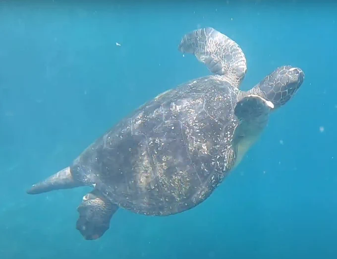 Sea Turtle