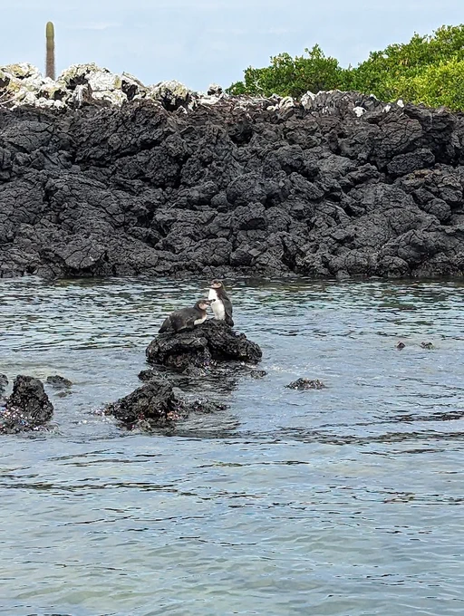 Galapagos penguinos