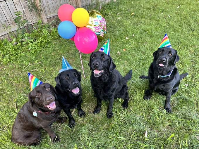 Three Labrador Retrievers having a birthday party!