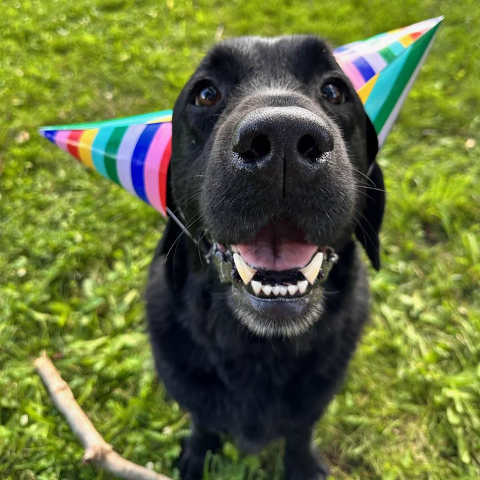 A Labrador Retriever wearing birthday hats!