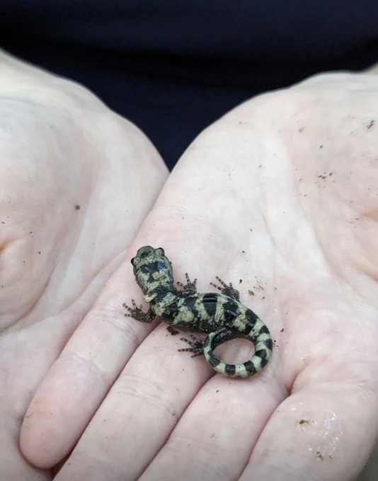 salamander in hand