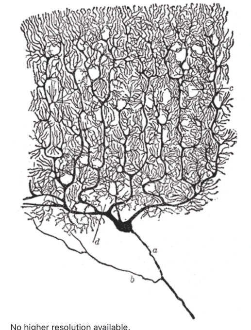 Ramón y Cajal - Purkinje Cell