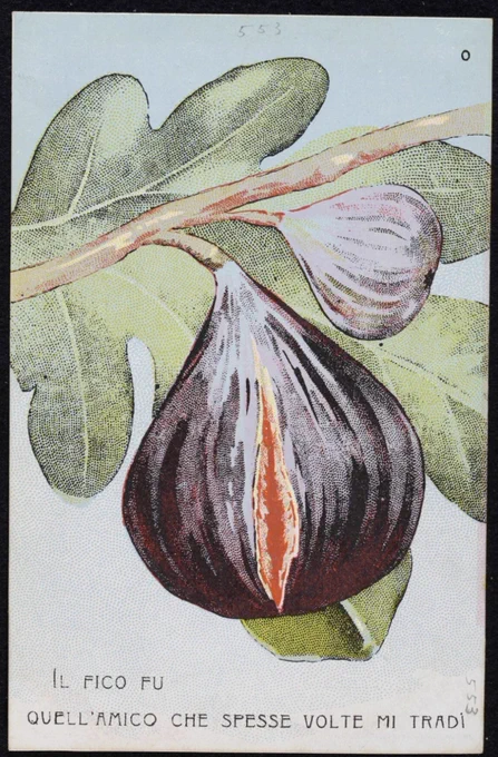 A postcard depicting a fig slit vertically to show its rosy flesh. Hanging from a branch, it is supposed to show erotic symbolism. It definitely looks like a cunt. The writing in Italian reads: 'The fig was that friend which frequently betrayed me.'