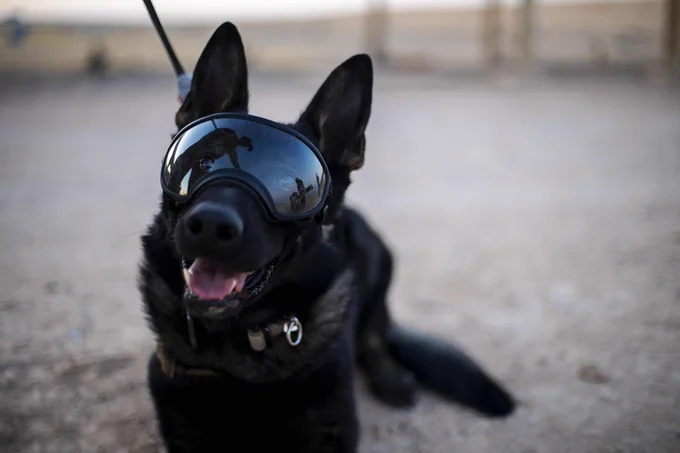 Military working dog, Nick