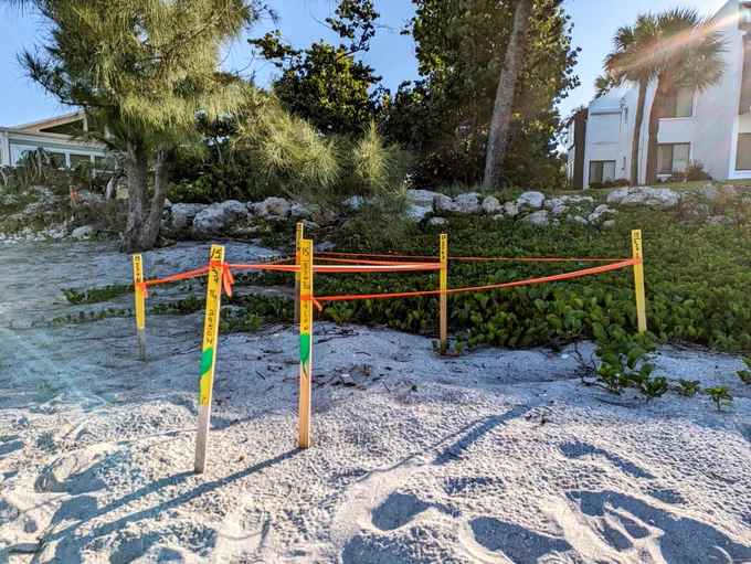 turtle nests on Manasota Key