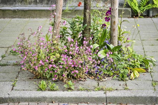 Some wildflowers grow out of what looks like a patio or path