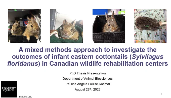 Screenshot of Pauline's title slide: A mixed methods approach to investigate the outcomes of infant eastern cottontails in Canadian Wildlife Rehabilitation centers