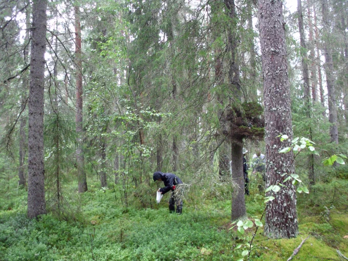 Foraging in the forest.