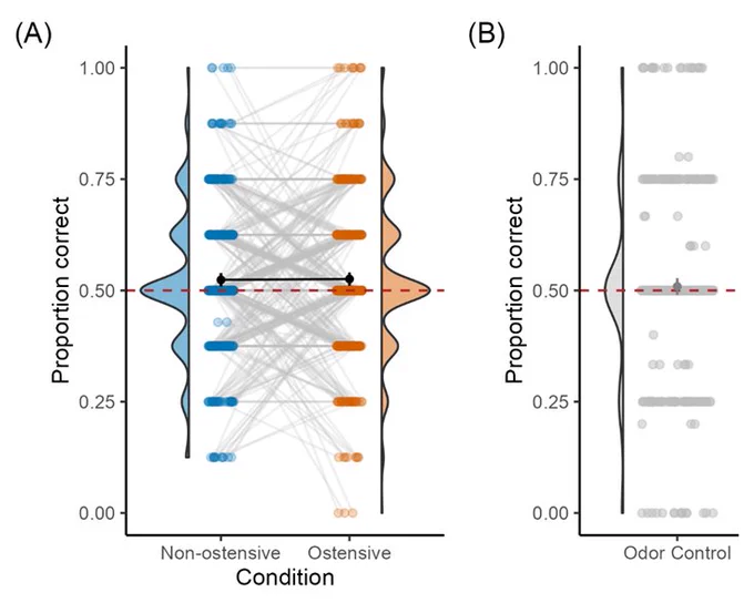 Violin and Dot Plot of Dogs’ Performance (N = 455) across the (A) Non-Ostensive and Ostensive Conditions and the (B) Odor Control Condition. The red dashed lines show the chance level of 0.5. Dots represent the mean proportion correct for each individual. The gray lines connect dots representing the same individuals. The error bars represent 95% within-subjects confidence intervals; the filled circles on top of the error bars show the means per condition. 