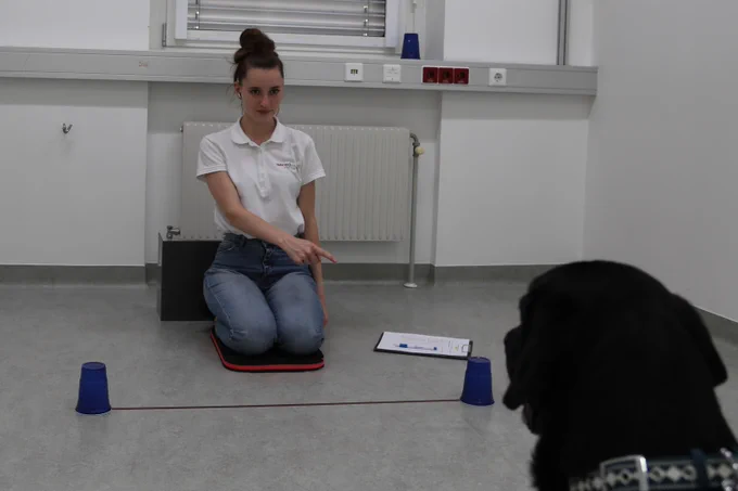 Experimenter demonstrates the ostensive point position by kneeling, looking straight ahead, and pointing to the cup on one side of her.